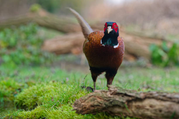 male pheasant in the countryside