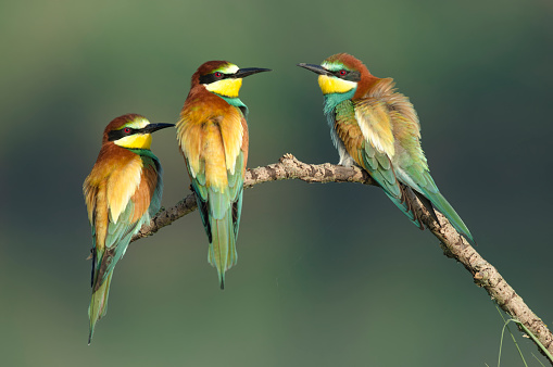 Two chickadee birds sit on a tree branch in winter.