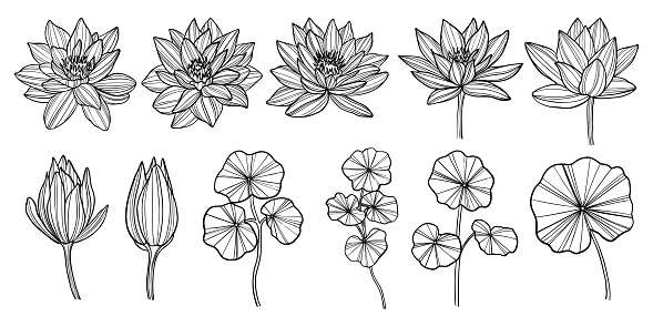 Hand drawn lotus flowers set. Outline vector illustration.