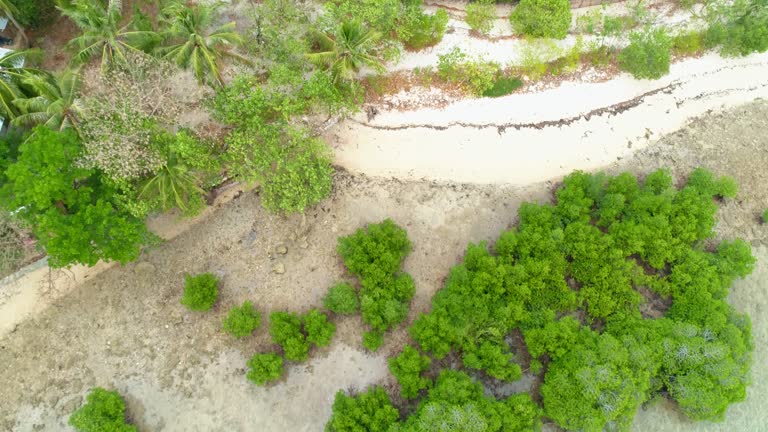 Aerial view of sea coastline with emerald water, waves, sandy beach and palm trees. Drone flying over seacoast with shallow blue water. Palawan, Philippines