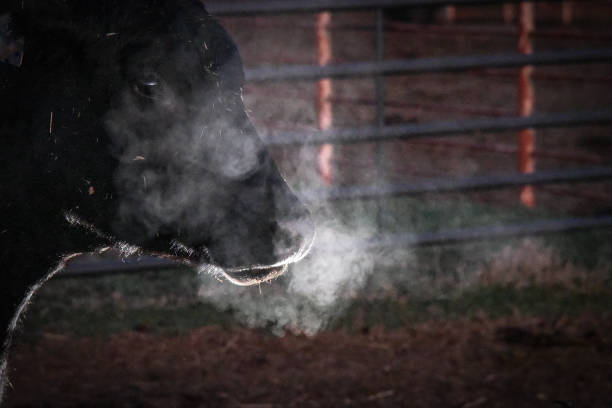 Winter Morning on the Ranch