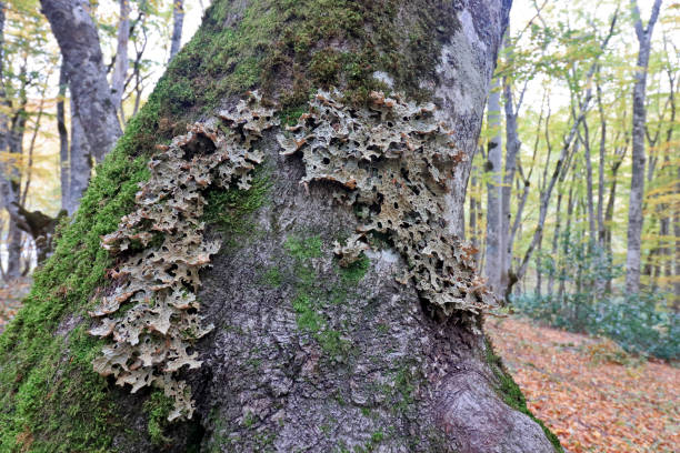 istock Lachen Lobaria pulmonaria 2028192553