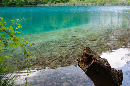 Foreground log and small fish in calm turquoise water of pond in Plitvice Lakes NAtional Park in Croatia.