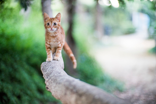 Young stray cat on a branch, Seville, Spain