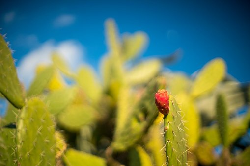 group of textured surface of red and green cactus flower in Aruba island