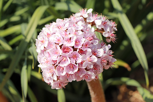 Darmera peltata - commonly known as Indian rhubarb or umbrella plant.
