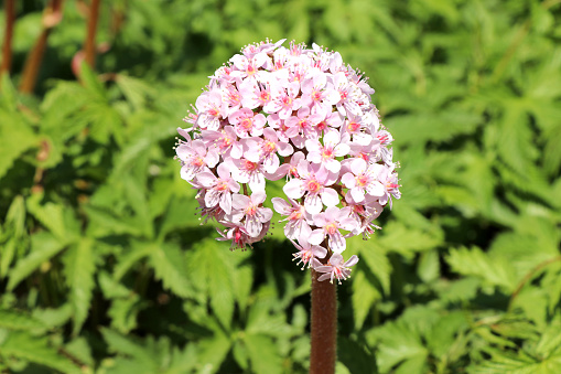 Darmera peltata - commonly known as Indian rhubarb or umbrella plant.