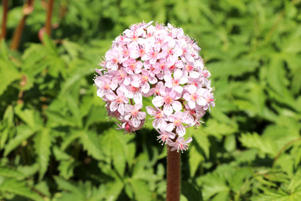 Darmera peltata flowers (Schildblatt) Darmera peltata - commonly known as Indian rhubarb or umbrella plant. peltata stock pictures, royalty-free photos & images