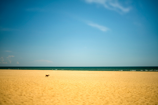 Lonely dog on a beach, Ayamonte, Spain.