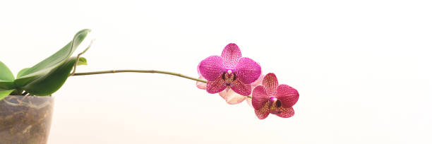 Banner with blooming pink orchid in a flower pot in front of beige background. Springtime composition with copy space.