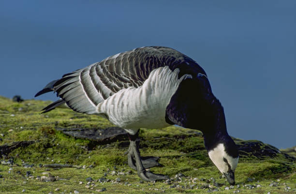 Barnacle Goose (Branta leucopsis) couple foraging in a dutch polder landscape
