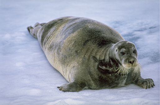 The Bearded Seal, Erignathus barbatus, also called the Square Flipper Seal, is a medium-sized pinniped that is found in and near to the Arctic Ocean. Svalbard., Norway.