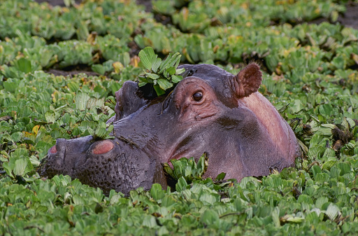 The hippopotamus (Hippopotamus amphibius), or hippo, from the ancient Greek for river horse. Masai Mara National Reserve, Kenya. In a water pool with green plants.