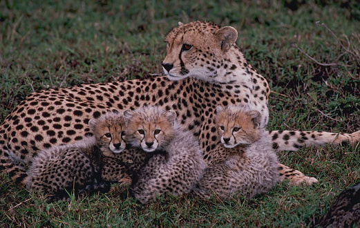 The cheetah (Acinonyx jubatus) is a large cat native to Africa and central Iran. Masai Mara National Reserve, Kenya. Mother with three cubs.