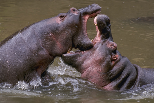 The common hippopotamus (Hippopotamus amphibius), or hippo, is a large, mostly herbivorous, semiaquatic mammal.  Serengeti National Park. Mouths open against another animal. Female and male animals.