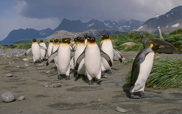 King Penguin (Aptenodytes patagonicus) is the second largest species of penguin at about 3 ft tall and weighing 24 to 35 lb. South Georgia Island,. Salisbury Plain, Bay of Isles, South Georgia Island. el pingüino rey (aptenodytes patagonicus) es la segunda especie más grande de pingüino, con aproximadamente 3 pies de altura y un peso de 24 a 35 libras. isla georgias del sur,. llanura de salisbury, bahía de las islas, isla georgia del sur.