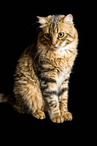 istock Portrait of a young cat on dark background 2028219697