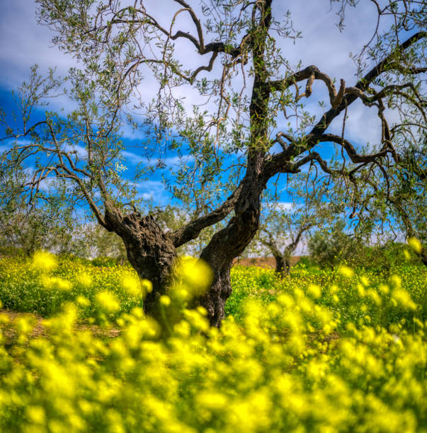 Lone majestic olive tree on a green field