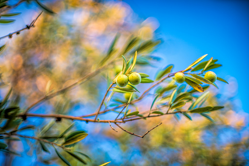 Manzanilla olives on the tree, Spain