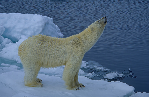 The polar bear (Ursus maritimus) is a bear native to the Arctic Circle and its surrounding seas.