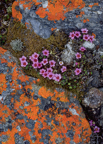 Purple Saxifrage, Saxifraga oppositifolia, Spitsbergen Island, Svalbard, Norway, above the Arctic circle, it  is able to grow in the most northerly location in the world