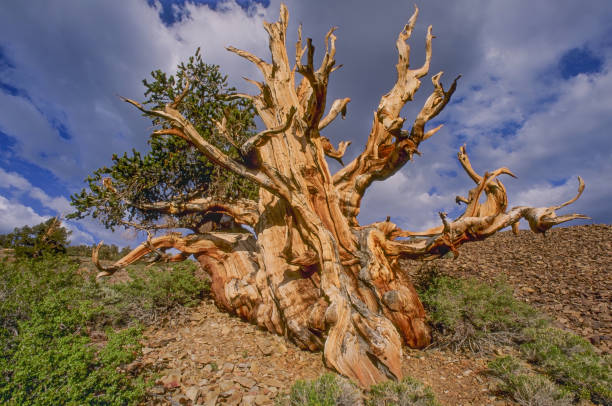 istock Pinus longaeva, Great Basin bristlecone pine, intermountain bristlecone pine, or western bristlecone pine, is a long-living species of bristlecone pine tree found in the higher mountains of California, Nevada, and Utah. White Mountains of California. Inyo 2028220820