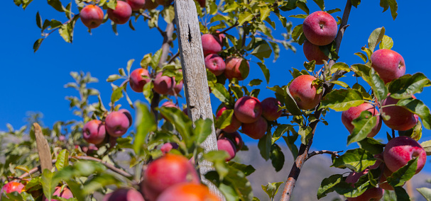 Red Apples Hang From Tree At Apple Orchard in California