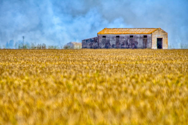 Stubble burning in the rice fields, Isla Mayor, Seville, Spain