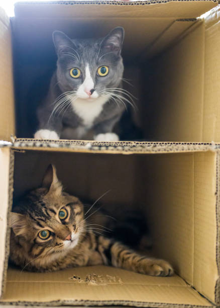 istock Pile of cats 2028222500