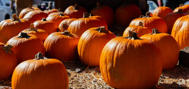Young family pulling cart with pumpkins, coming home after pumpkin harvesting. They are having fun with kids