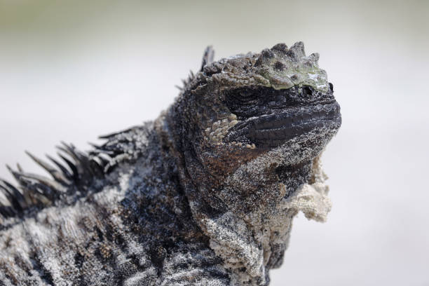 Galapagos Marine Iguana - Close up at Tortuga Bay at Santa Cruz island Galapagos
