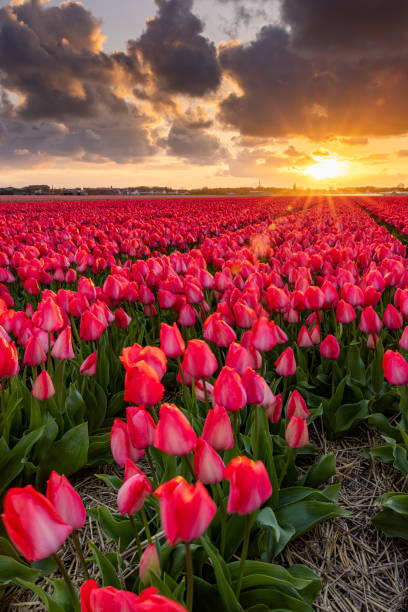 istock Colorful field of typical dutch flowers at sunset 2028245721