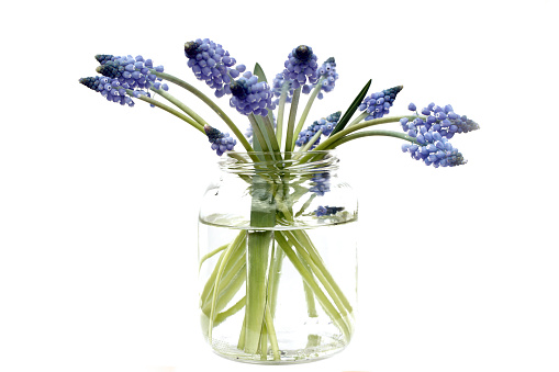 January 2022: Close-up of blue Grape Hycinth Flowers