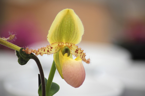 A orchid Venus slipper yellow flower