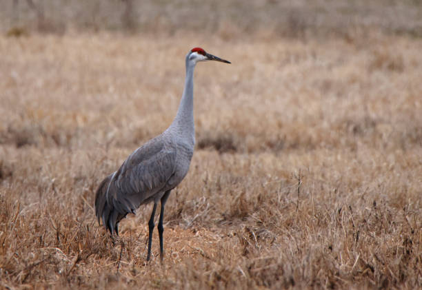 One sandhill crane foraging in a grassy field