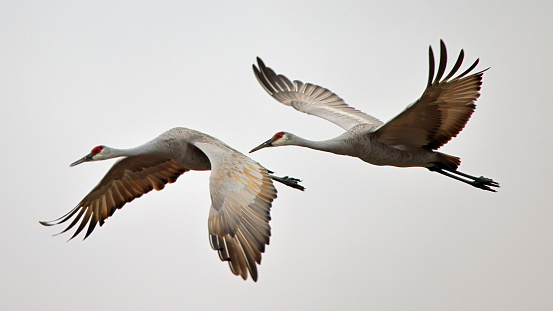 Two sandhill crane flying from left to right with a white sky background