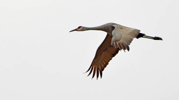 istock One sandhill crane flying with a white sky background 2028254302