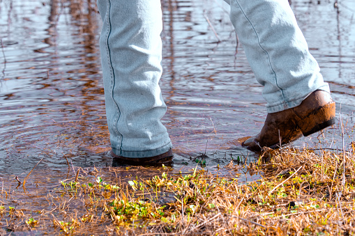 A woman walking in water in a pasture wearing denim jeans and cowgirl boots