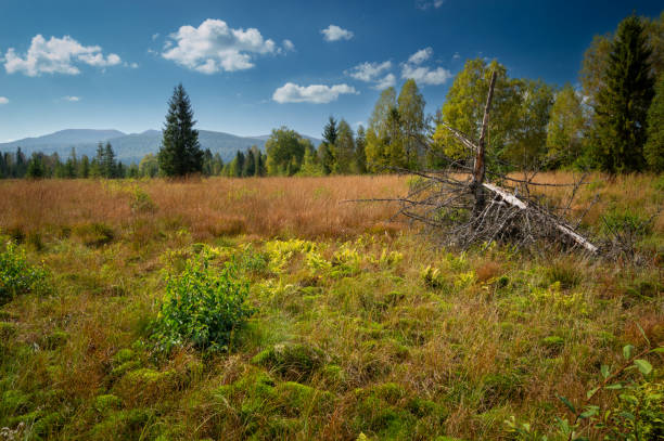 Tarnawa peat bog. Peatland bog habitat, Tarnawa Wyzna, Bieszczady, Bieszczady National Park, Outer Eastern Carpathians, Poland