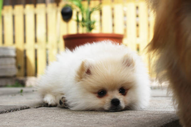 A super cute and fluffy Pomeranian on the ground