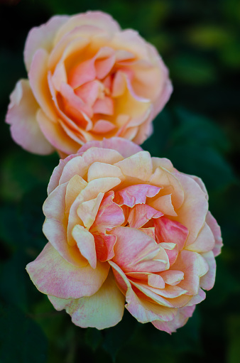 Close up of two orange 'Pride of Cheshire' roses in a garden setting