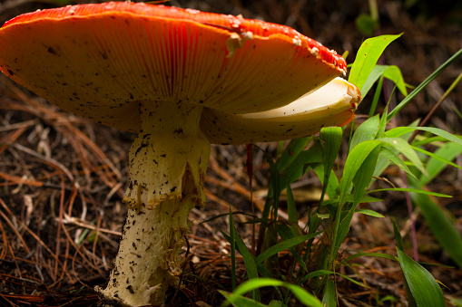 Amanita Muscaria. Red poisonous Fly Agaric mushroom in forest