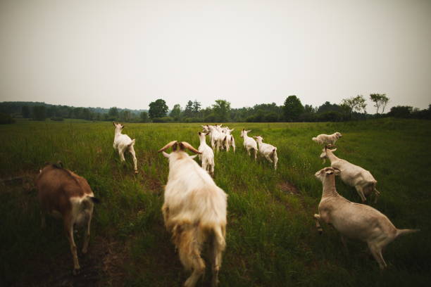 istock Dairy goats on a small farm in Ontario, Canada. 2028345423