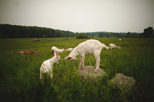 A young pigmy goats in a pen.