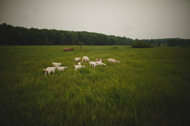 Goats grazing in field with horse nearby