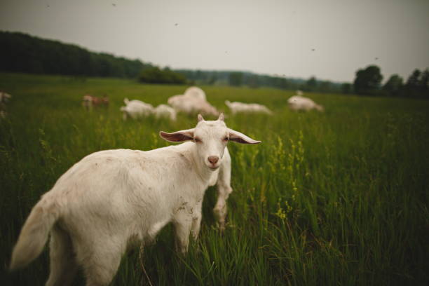 istock Dairy goats on a small farm in Ontario, Canada. 2028345432