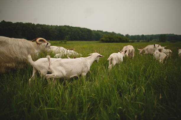istock Dairy goats on a small farm in Ontario, Canada. 2028345435