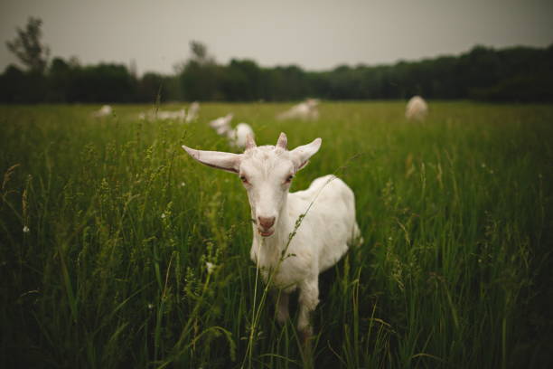 A long-horned goat in a grassy field