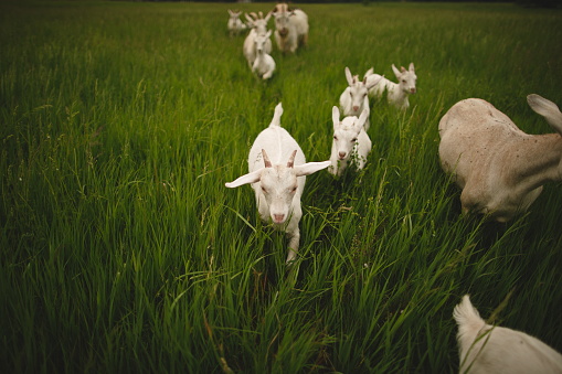 Goats frolic in foggy field on farm