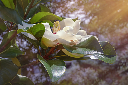Branches of Magnolia grandiflora tree with leaves and beautiful white flower